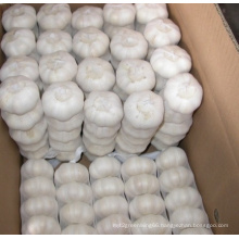 Export New Crop Fresh Good Qualit White Garlic